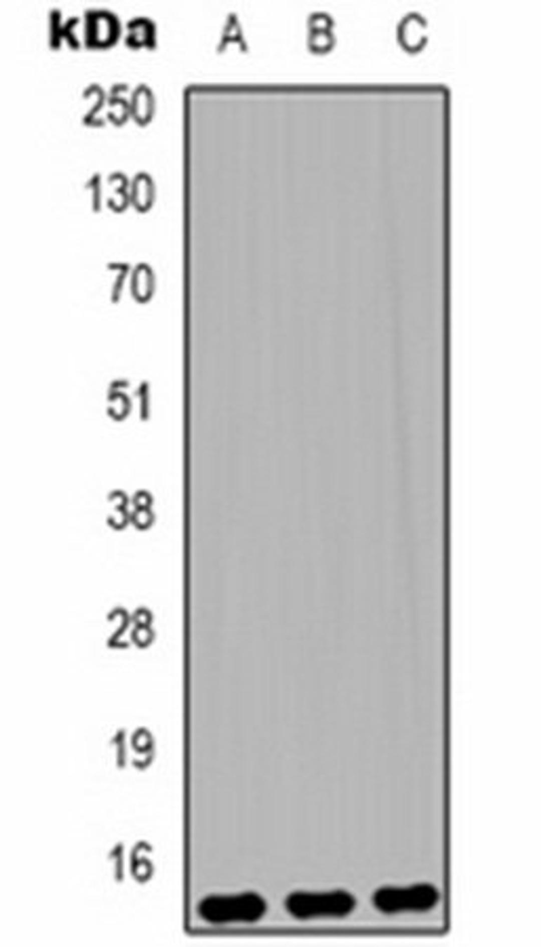 Western blot analysis of Hela (Lane 1), Raw264.7 (Lane 2), rat testis (Lane 3) whole cell lysates using Histone H3 (MonoMethyl K79) antibody