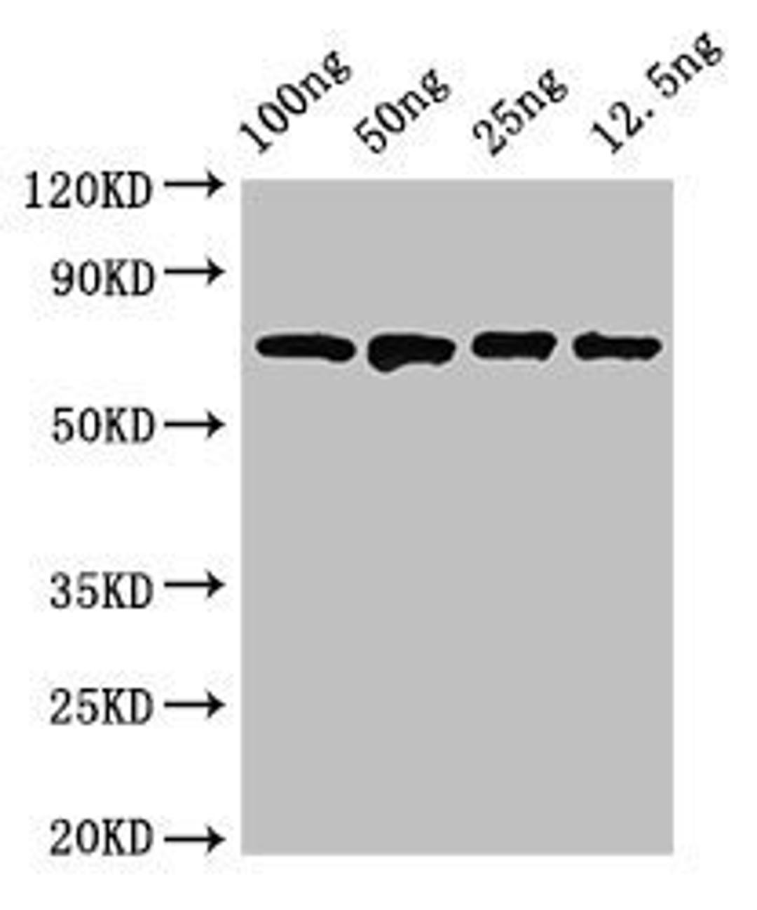 Western blot analysis of Recombinant protein using dnaK antibody