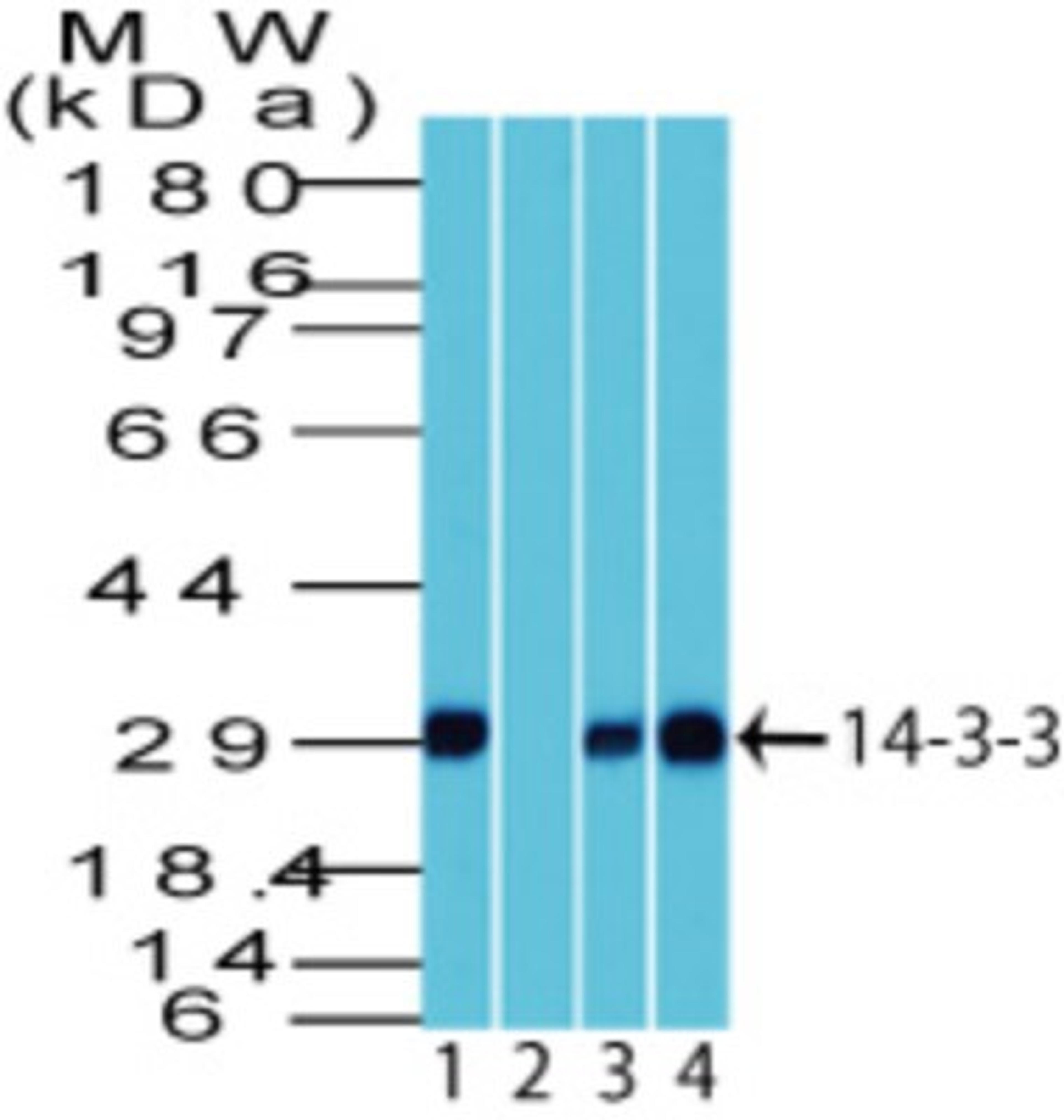 Western Blot: 14-3-3 Antibody [NBP2-27202] - analysis of 14-3-3 using 14-3-3 antibody. Human Brain tissue lysate in the 1) absence and 2) presence of immunizing peptide, 3) mouse brain, and 4) rat brain lysate probed with 2 ug/ml of 14-3-3 antibody. I goat anti-rabbit Ig HRP secondary antibody and PicoTect ECL substrate solution were used for this test.