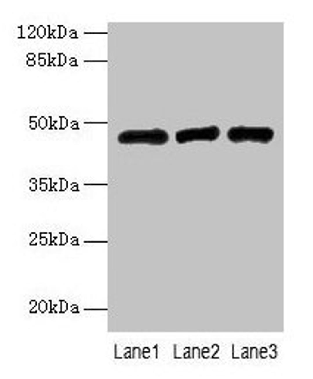 Western blot. All lanes: B3GNT2 antibody at 4µg/ml. Lane 1: 293T whole cell lysate. Lane 2: Jurkat whole cell lysate. Lane 3: HL60 whole cell lysate. Secondary. Goat polyclonal to rabbit IgG at 1/10000 dilution. Predicted band size: 47, 46 kDa. Observed band size: 47 kDa
