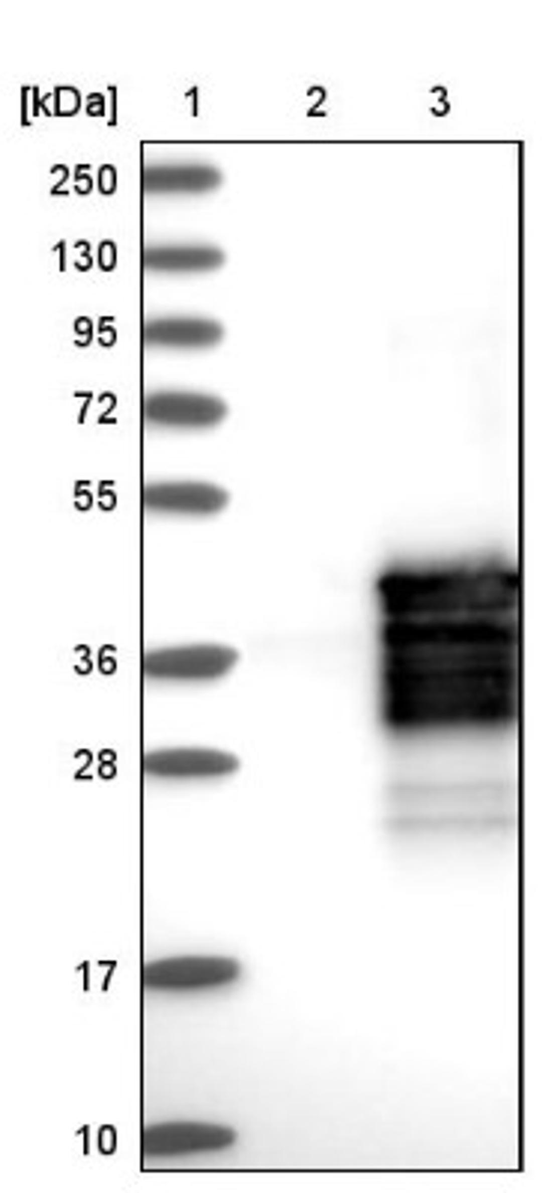 Western Blot: SIX1 Antibody [NBP1-84264] - Lane 1: Marker [kDa] 250, 130, 95, 72, 55, 36, 28, 17, 10<br/>Lane 2: Negative control (vector only transfected HEK293T lysate)<br/>Lane 3: Over-expression lysate (Co-expressed with a C-terminal myc-DDK tag (~3.1 kDa) in mammalian HEK293T cells, LY401814)