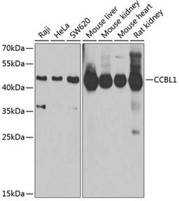 Western blot - CCBL1 Antibody (A6542)