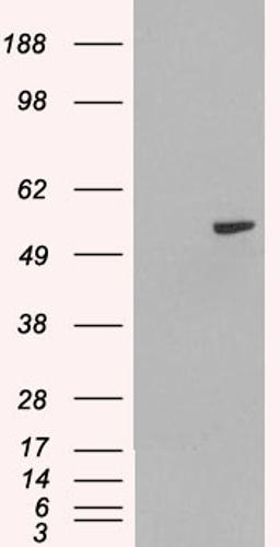 HEK293 overexpressing PAX8A (RC200651) and probed with 46-142 (mock transfection in first lane).