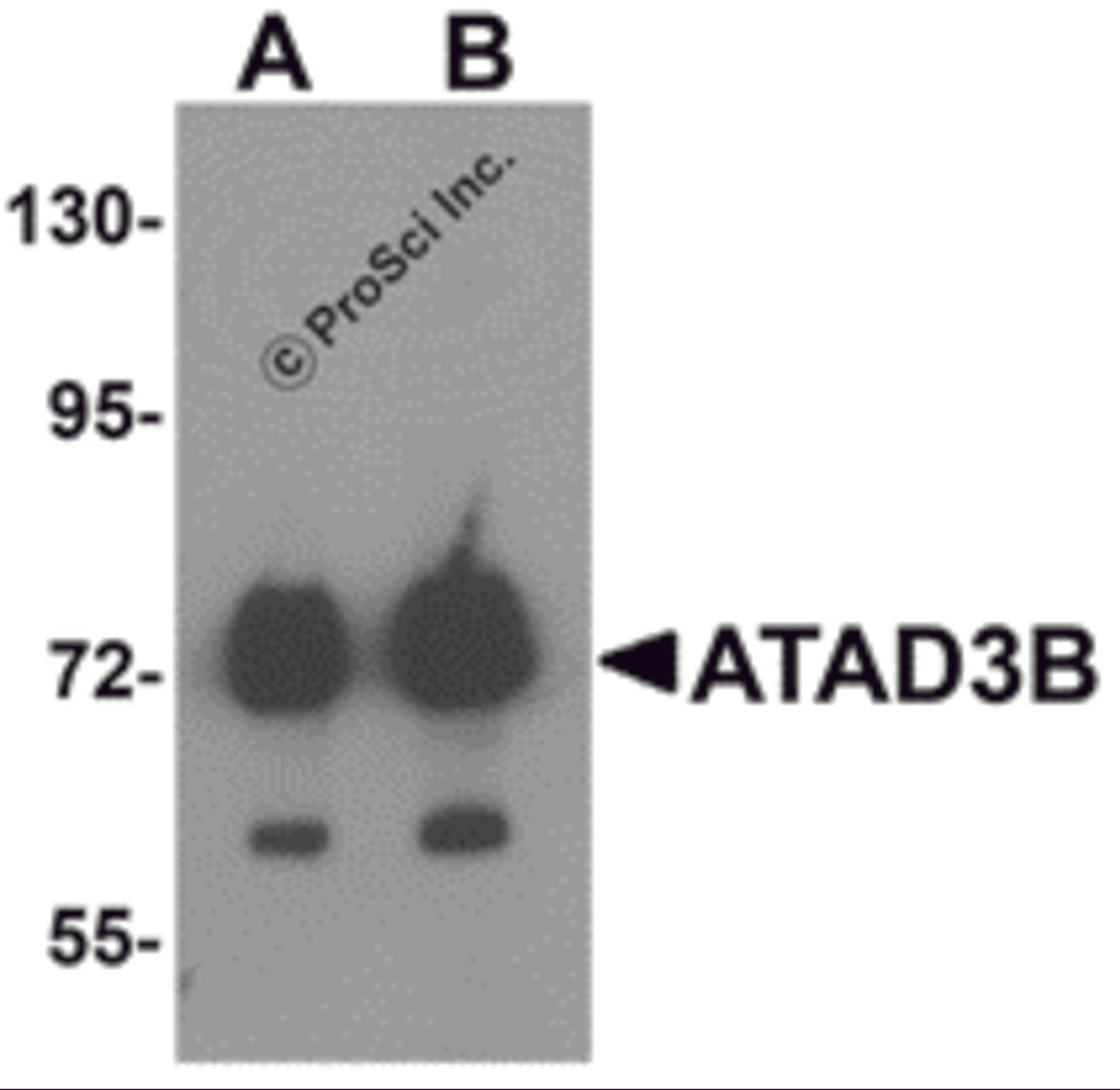 Western blot analysis of ATAD3B in human kidney tissue lysate with ATAD3B antibody at (A) 1 and (B) 2 &#956;g/mL .