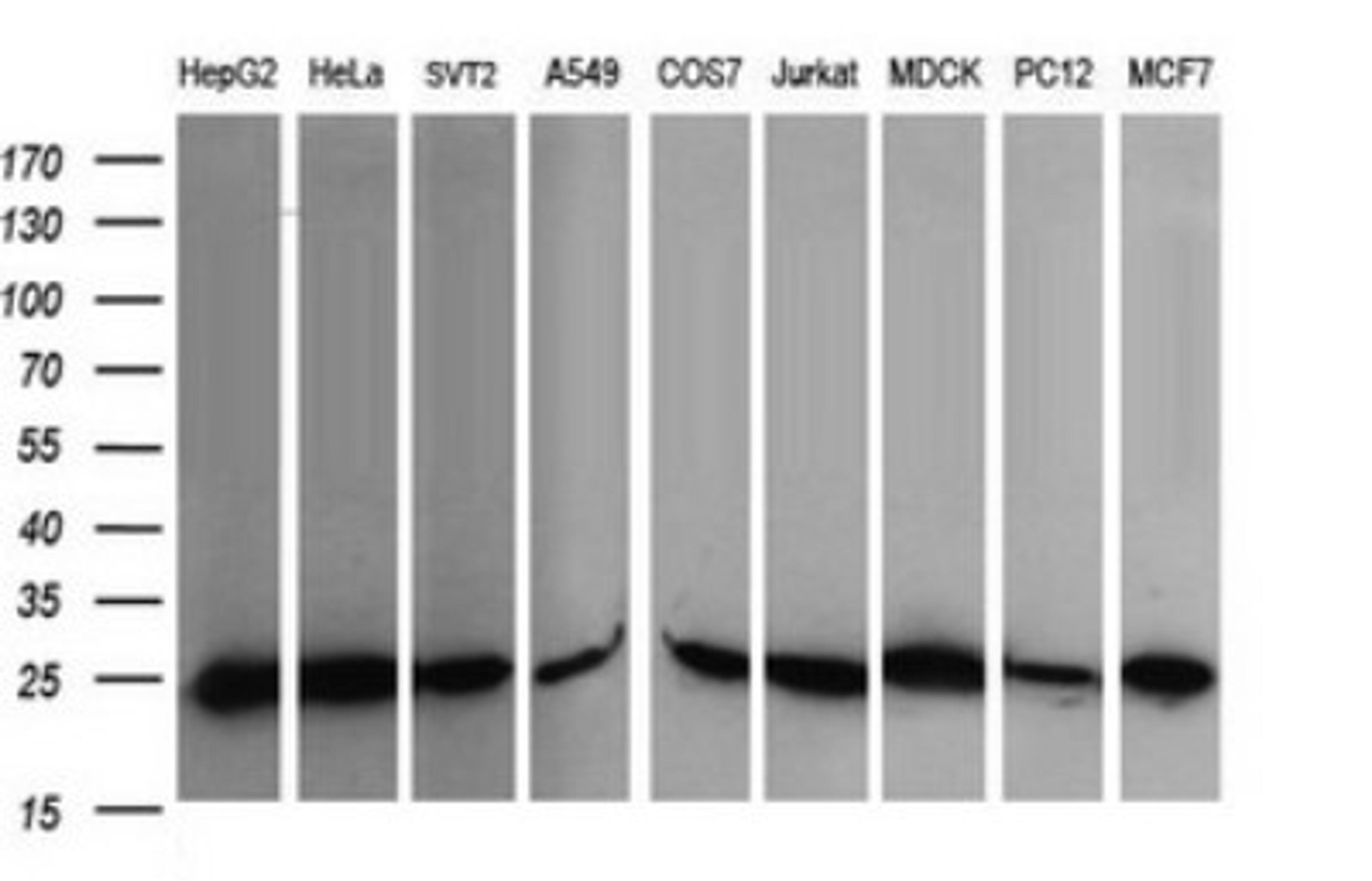 Western Blot: RalB Antibody (2C4) [NBP2-45927] - Analysis of extracts (35ug) from 9 different cell lines (HepG2: human; HeLa: human; SVT2: mouse; A549: human; COS7: monkey; Jurkat: human; MDCK: canine; PC12: rat; MCF7: human).