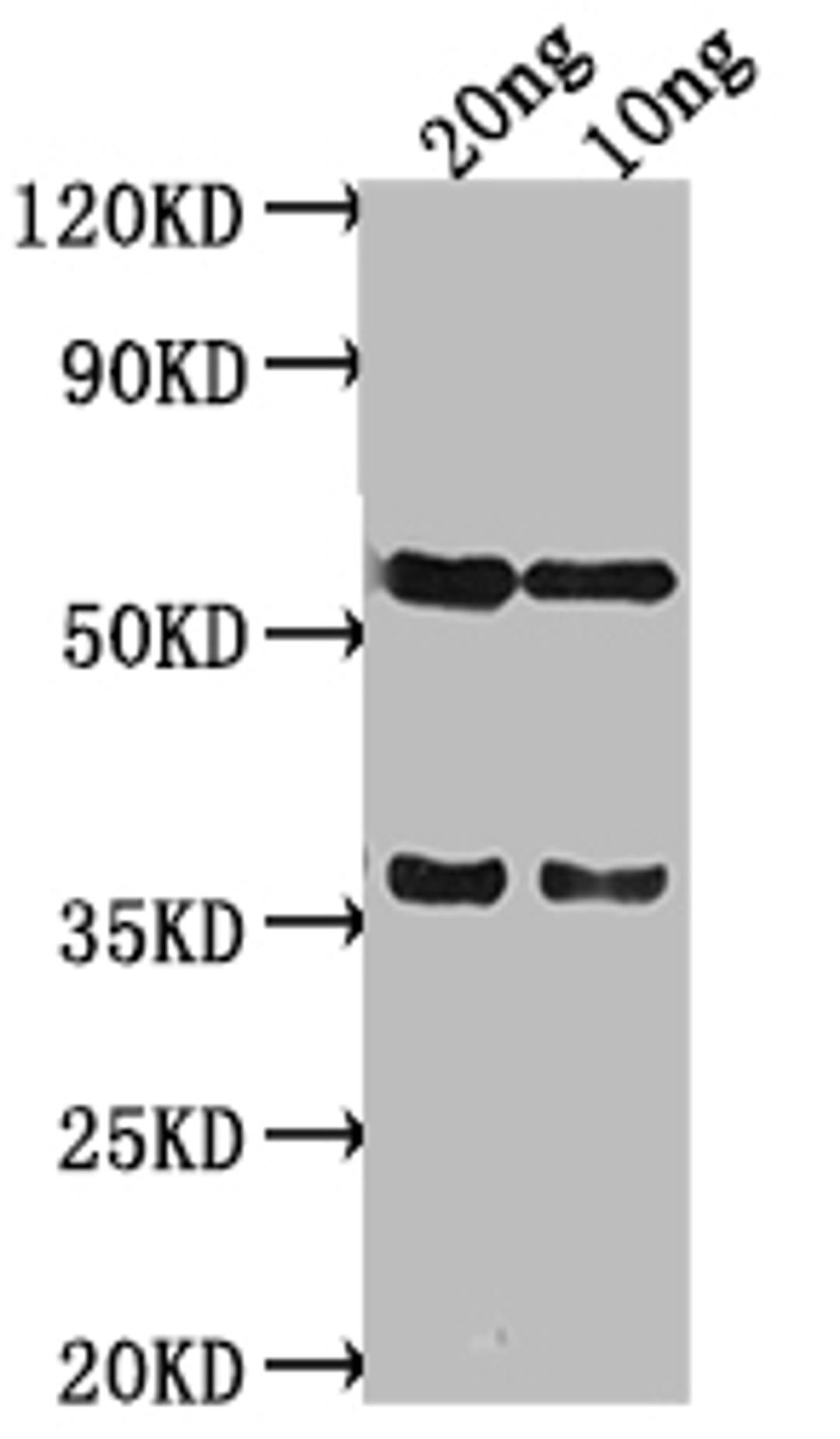 Western Blot. Positive WB detected in Recombinant protein. All lanes: SALM antibody at 1:2000. Secondary. Goat polyclonal to rabbit IgG at 1/50000 dilution. Predicted band size: 38 kDa. Observed band size: 58 kDa. 