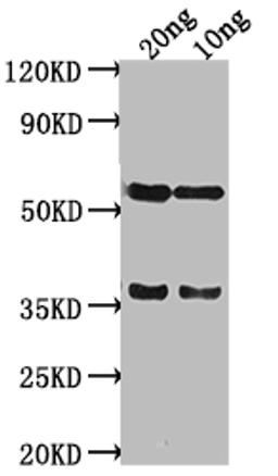 Western Blot. Positive WB detected in Recombinant protein. All lanes: SALM antibody at 1:2000. Secondary. Goat polyclonal to rabbit IgG at 1/50000 dilution. Predicted band size: 38 kDa. Observed band size: 58 kDa. 