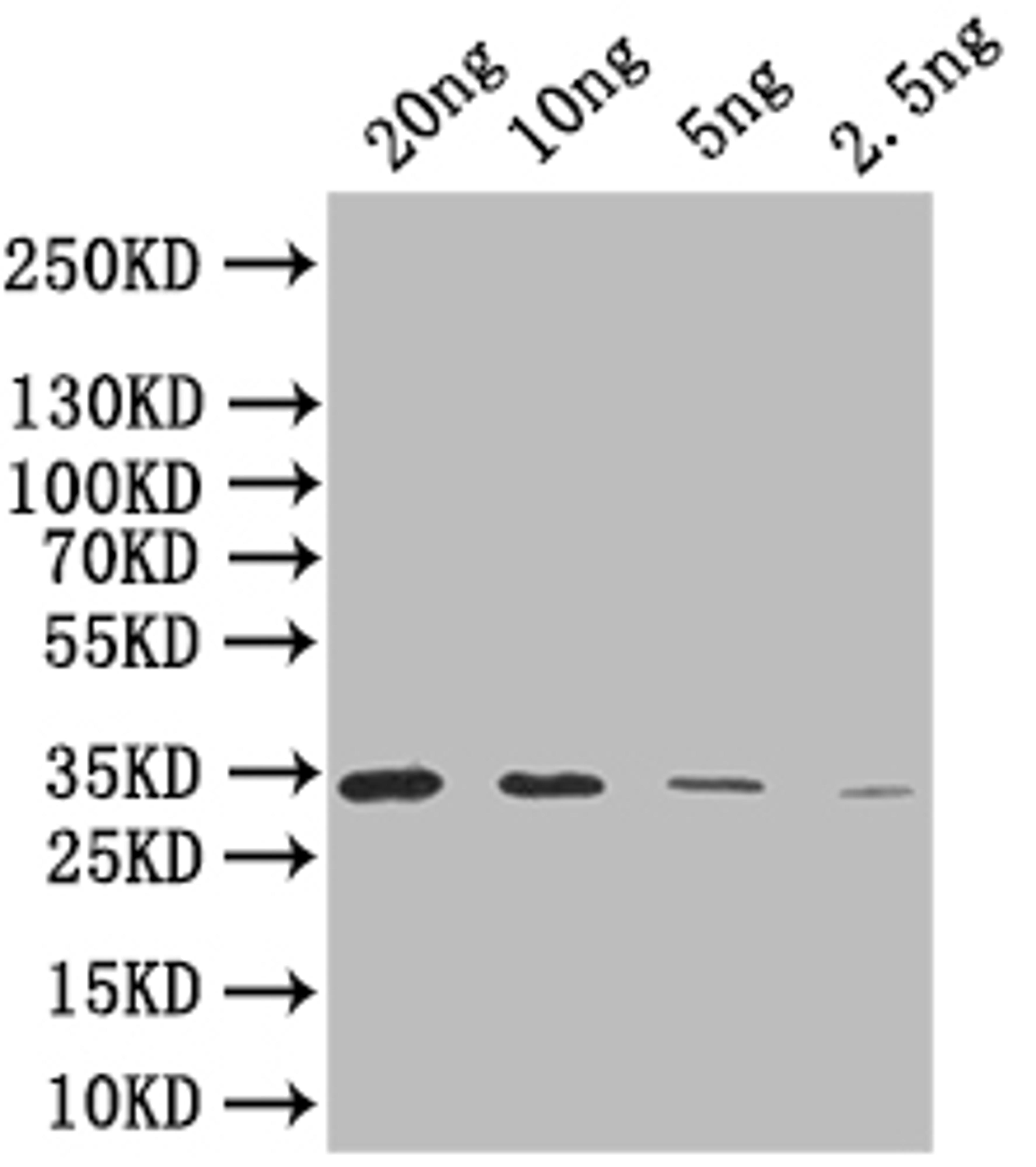 Western Blot. Positive WB detected in: recombinant protein. All lanes: SIGB Antibody at 1:1000. Secondary. Goat polyclonal to rabbit IgG at 1/50000 dilution. Predicted band size: 35 kDa. Observed band size: 35 kDa.