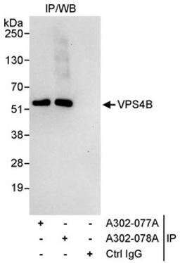 Detection of human VPS4B by western blot of immunoprecipitates.