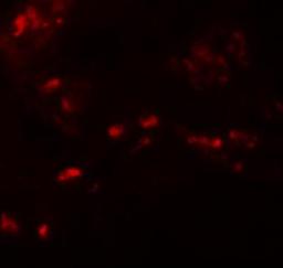 Immunocytochemistry/Immunofluorescence: SPRYD4 Antibody [NBP1-77100] - Immunofluorescence of SPRYD4 in human kidney tissue with SPRYD4 antibody at 20 ug/mL.