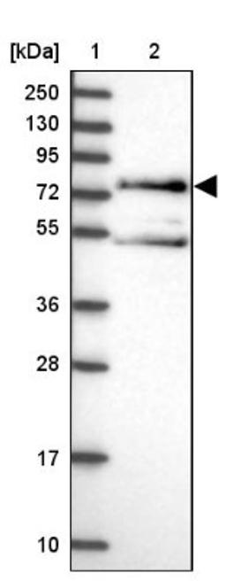 Western Blot: Mint 3 Antibody [NBP1-92117] - Lane 1: Marker [kDa] 250, 130, 95, 72, 55, 36, 28, 17, 10<br/>Lane 2: Human cell line RT-4