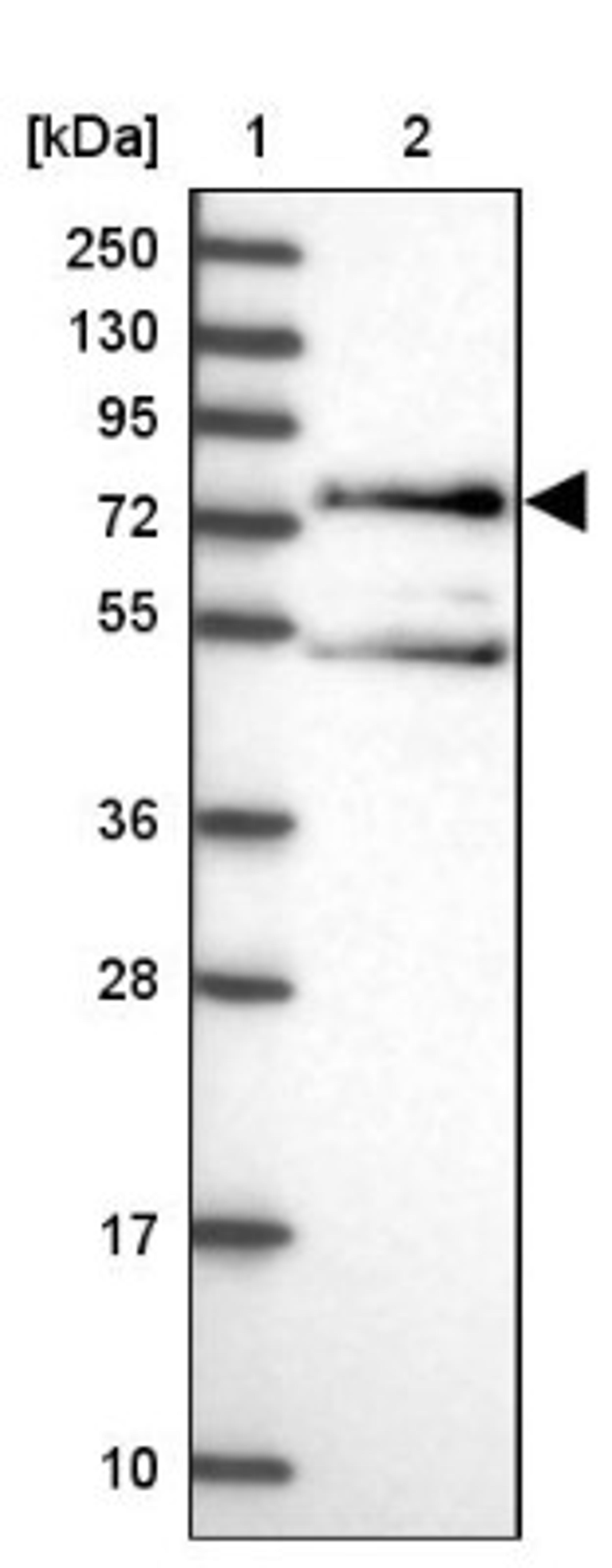 Western Blot: Mint 3 Antibody [NBP1-92117] - Lane 1: Marker [kDa] 250, 130, 95, 72, 55, 36, 28, 17, 10<br/>Lane 2: Human cell line RT-4