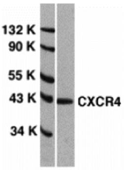 <strong>Figure 1 Western Blot Validation of CXCR4 in HeLa Cells </strong><br> Loading: 15 &#956;g of lysates per lane.
Antibodies: 1012 (1 &#956;g/mL), 1 h incubation at RT in 5% NFDM/TBST. Secondary: Goat anti-rabbit IgG HRP conjugate at 1:10000 dilution