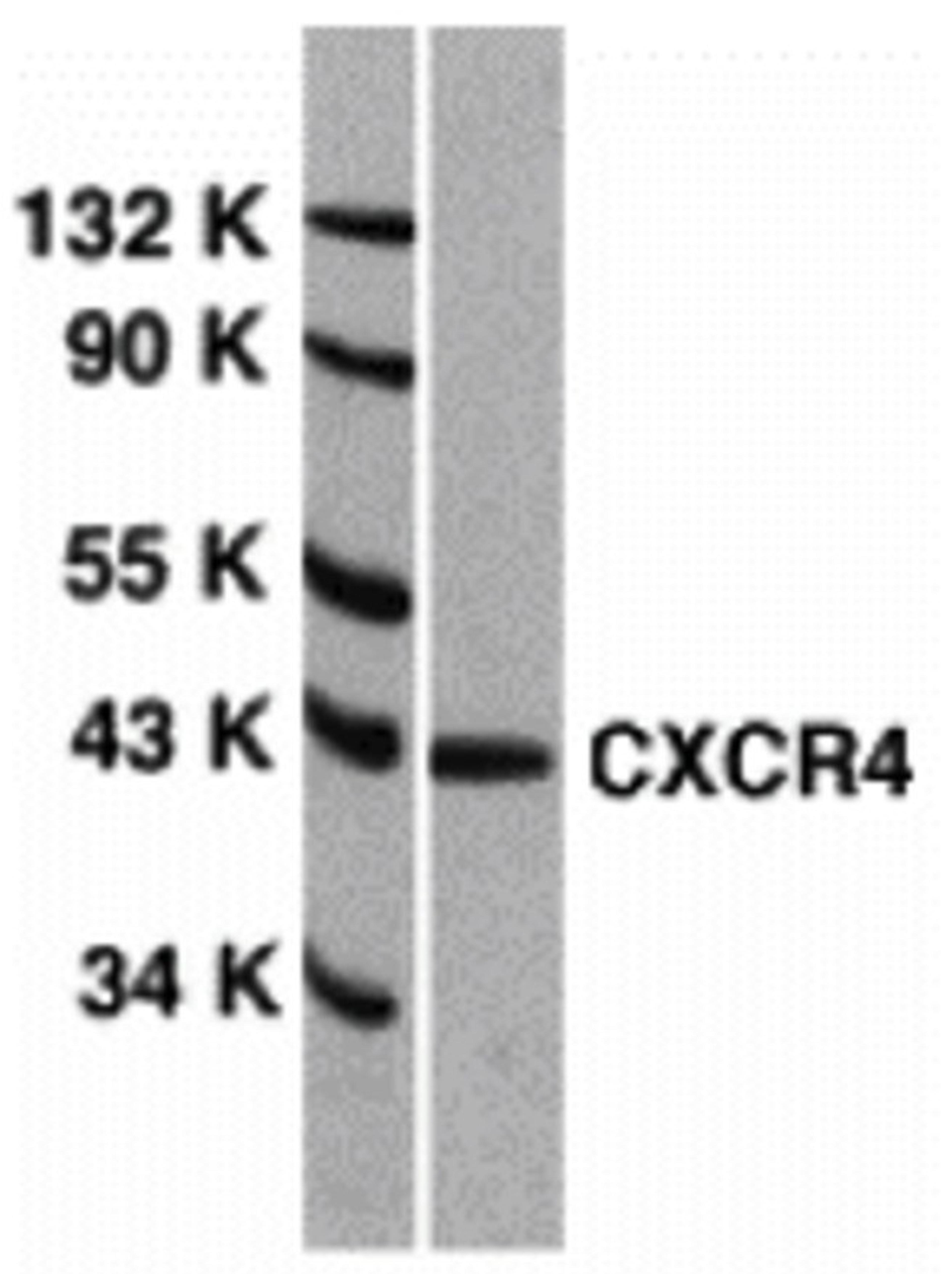 <strong>Figure 1 Western Blot Validation of CXCR4 in HeLa Cells </strong><br> Loading: 15 μg of lysates per lane.
Antibodies: 1012 (1 μg/mL), 1 h incubation at RT in 5% NFDM/TBST. Secondary: Goat anti-rabbit IgG HRP conjugate at 1:10000 dilution
