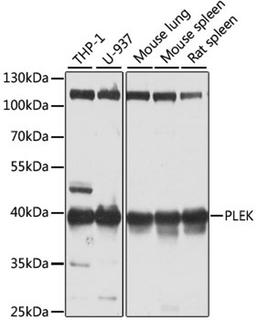 Western blot - PLEK antibody (A6305)