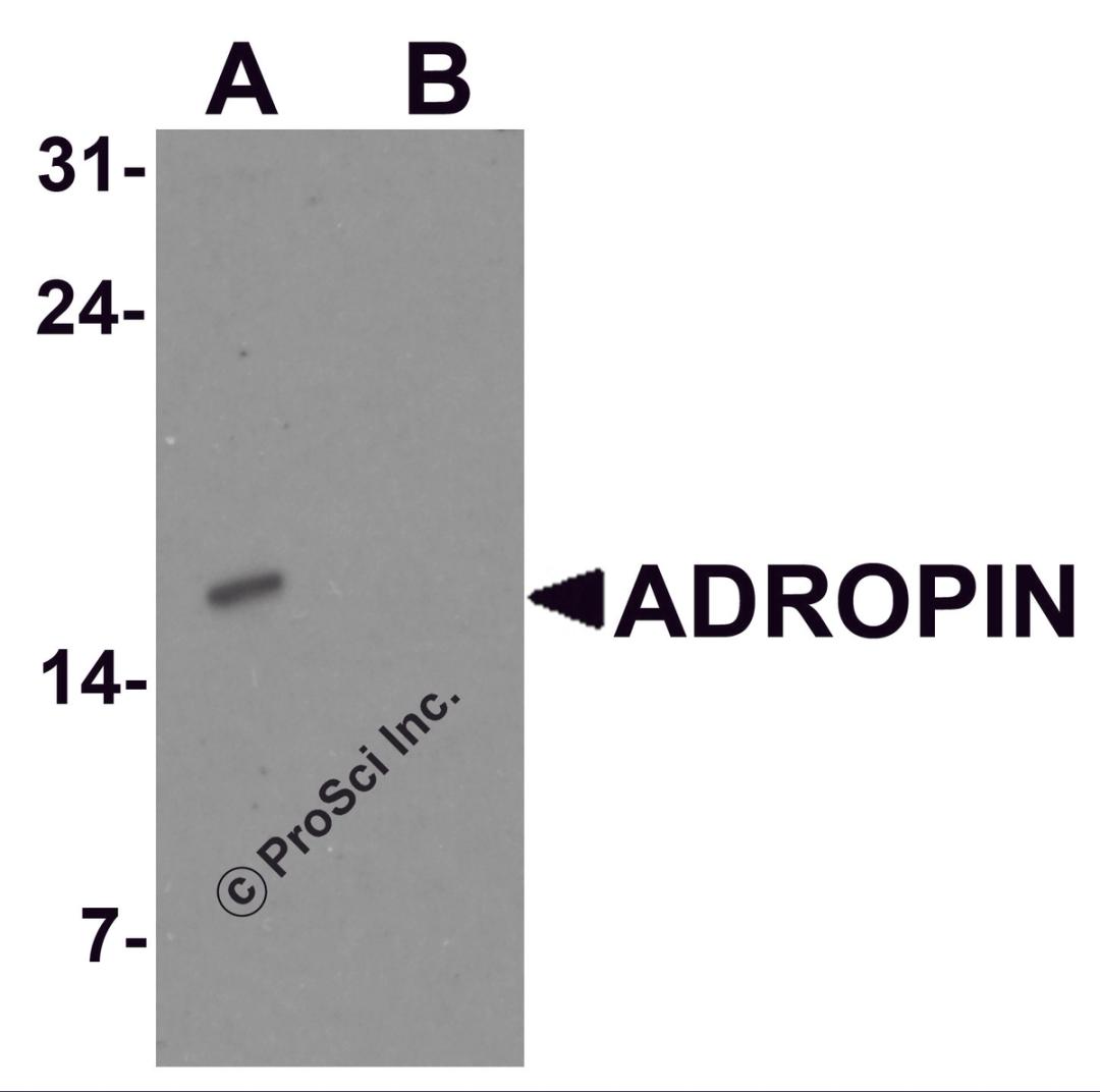 Western blot analysis of ADROPIN in human brain tissue lysate with ADROPIN antibody at 2 μg/ml in (A) the absence and (B) the presence of blocking peptide.