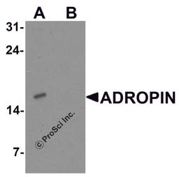 Western blot analysis of ADROPIN in human brain tissue lysate with ADROPIN antibody at 2 μg/ml in (A) the absence and (B) the presence of blocking peptide.