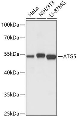 Western blot - ATG5 antibody (A0203)