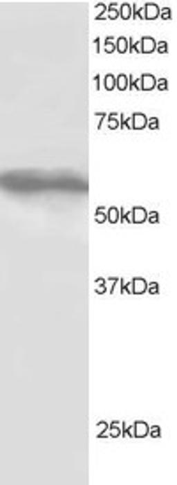 46-525 staining (1ug/ml) of HepG2 lysate (RIPA buffer, 30ug total protein per lane). Primary incubated for 1 hour. Detected by western blot using chemiluminescence.