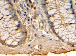 45-731 (4ug/ml) staining of paraffin embedded Human Colon. Steamed antigen retrieval with citrate buffer pH 6, HRP-staining.