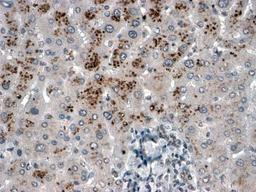 46-557 (2ug/ml) staining of paraffin embedded Human Liver. Steamed antigen retrieval with citrate buffer pH 6, HRP-staining.