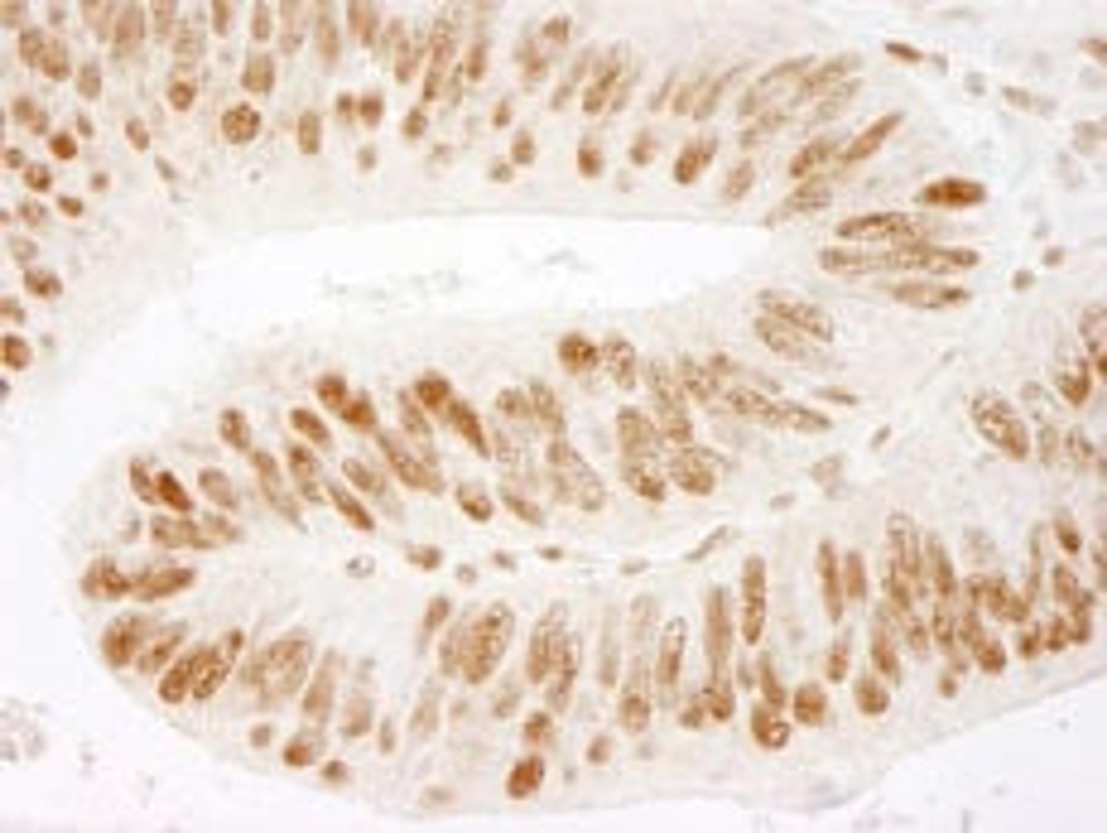 Detection of human ZNF326 by immunohistochemistry.