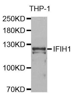 Western blot analysis of extracts of THP-1 cell line using IFIH1 antibody