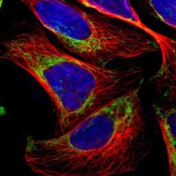 Immunocytochemistry/Immunofluorescence: TOMM20 Antibody [NBP1-81556] - Staining of human cell line U-2 OS shows positivity in mitochondria.