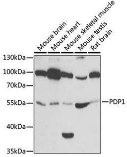 Western blot - PDP1 antibody (A6332)