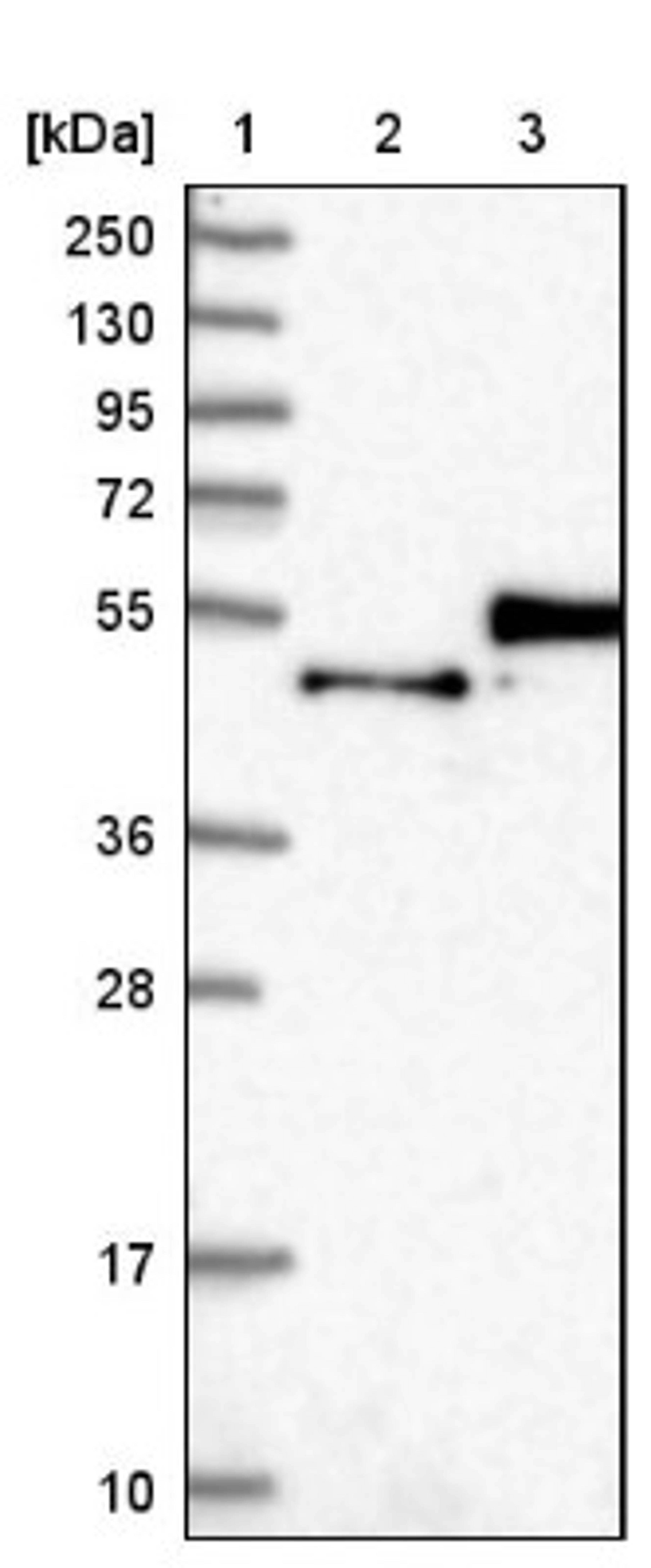 Western Blot: FAM187B Antibody [NBP1-93906] - Lane 1: Marker [kDa] 250, 130, 95, 72, 55, 36, 28, 17, 10<br/>Lane 2: Negative control (vector only transfected HEK293T lysate)<br/>Lane 3: Over-expression lysate (Co-expressed with a C-terminal myc-DDK tag (~3.1 kDa) in mammalian HEK293T cells, LY407490)