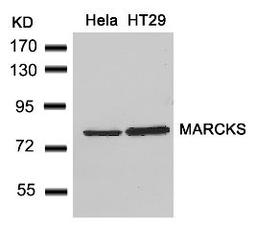 Western blot analysis of lysed extracts from HeLa and HT29 cells using MARCKS (Ab-162).