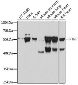 Western blot - PTRF antibody (A18331)