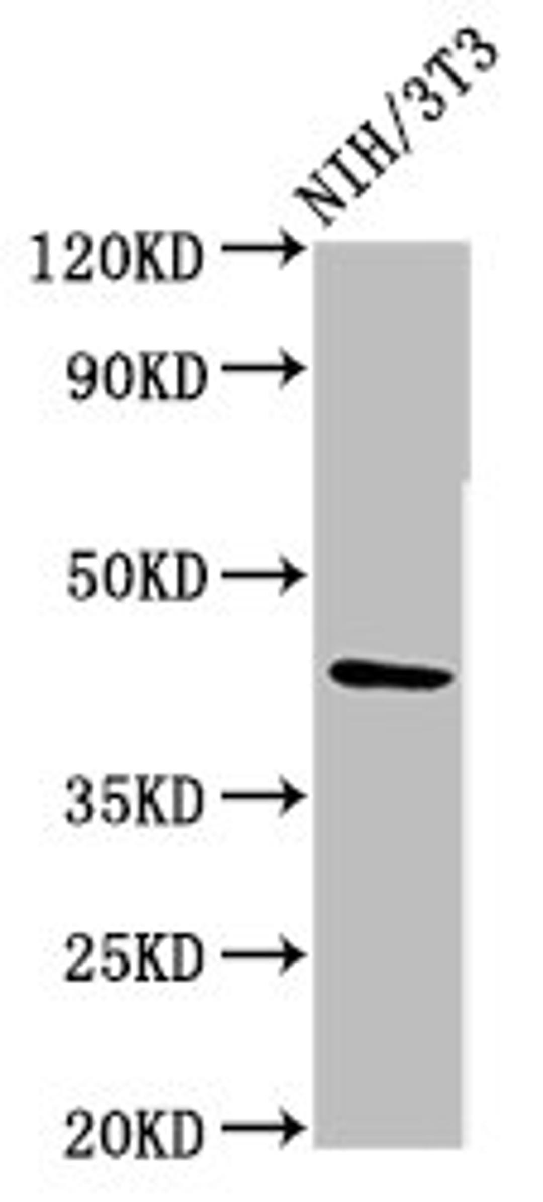 Western Blot. Positive WB detected in: NIH/3T3 whole cell lysate. All lanes: RBMS1 antibody at 3.6ug/ml. Secondary. Goat polyclonal to rabbit IgG at 1/50000 dilution. Predicted band size: 45, 5 kDa. Observed band size: 45 kDa.