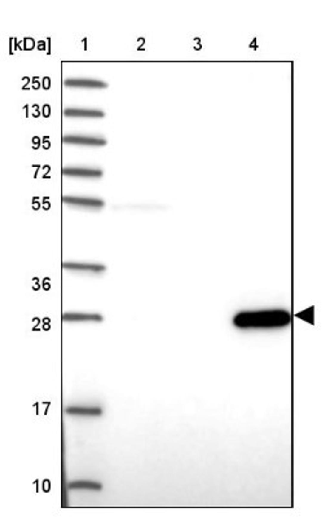 Western Blot: PABPN1L Antibody [NBP1-94055] - Lane 1: Marker [kDa] 250, 130, 95, 72, 55, 36, 28, 17, 10<br/>Lane 2: Human cell line RT-4<br/>Lane 3: Human cell line U-251MG sp<br/>Lane 4: Human plasma (IgG/HSA depleted)