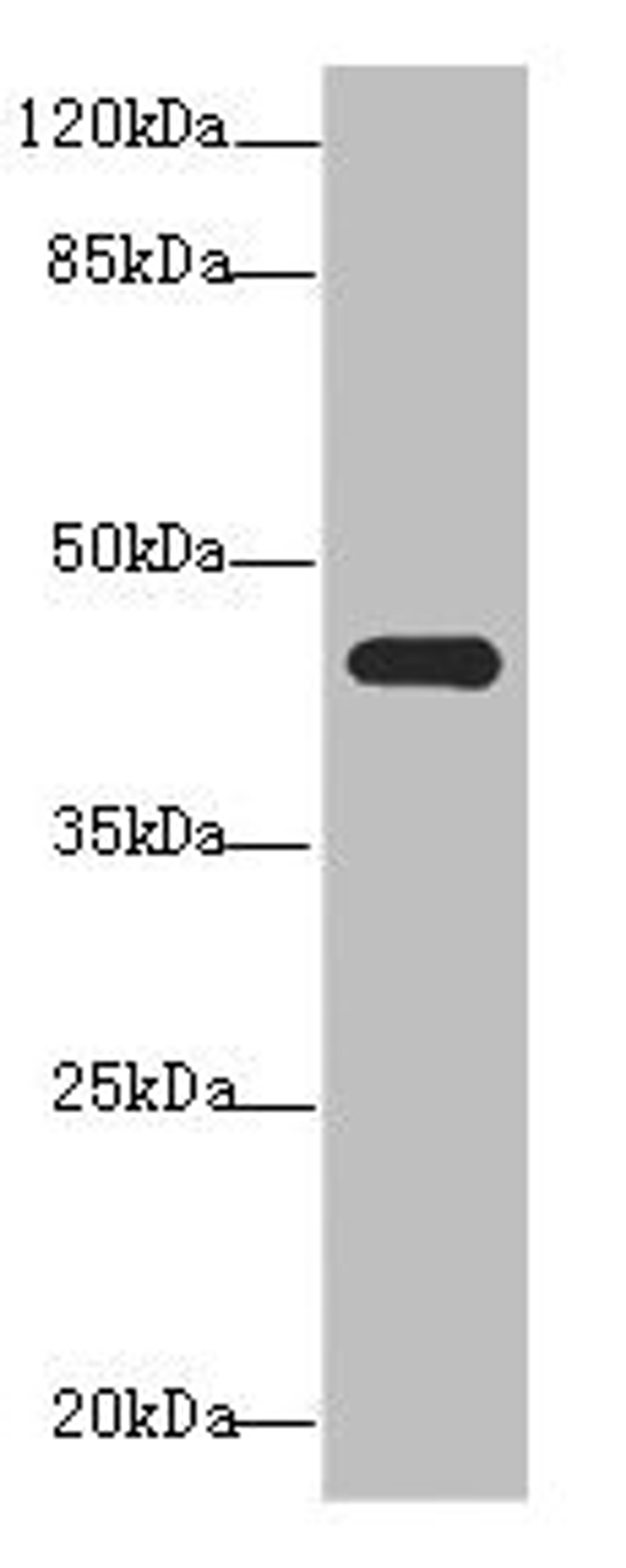 Western blot. All lanes: NR2E1antibody at 3.2ug/ml + Mouse brain tissue. Secondary. Goat polyclonal to rabbit IgG at 1/10000 dilution. Predicted band size: 43, 47 kDa. Observed band size: 43 kDa.