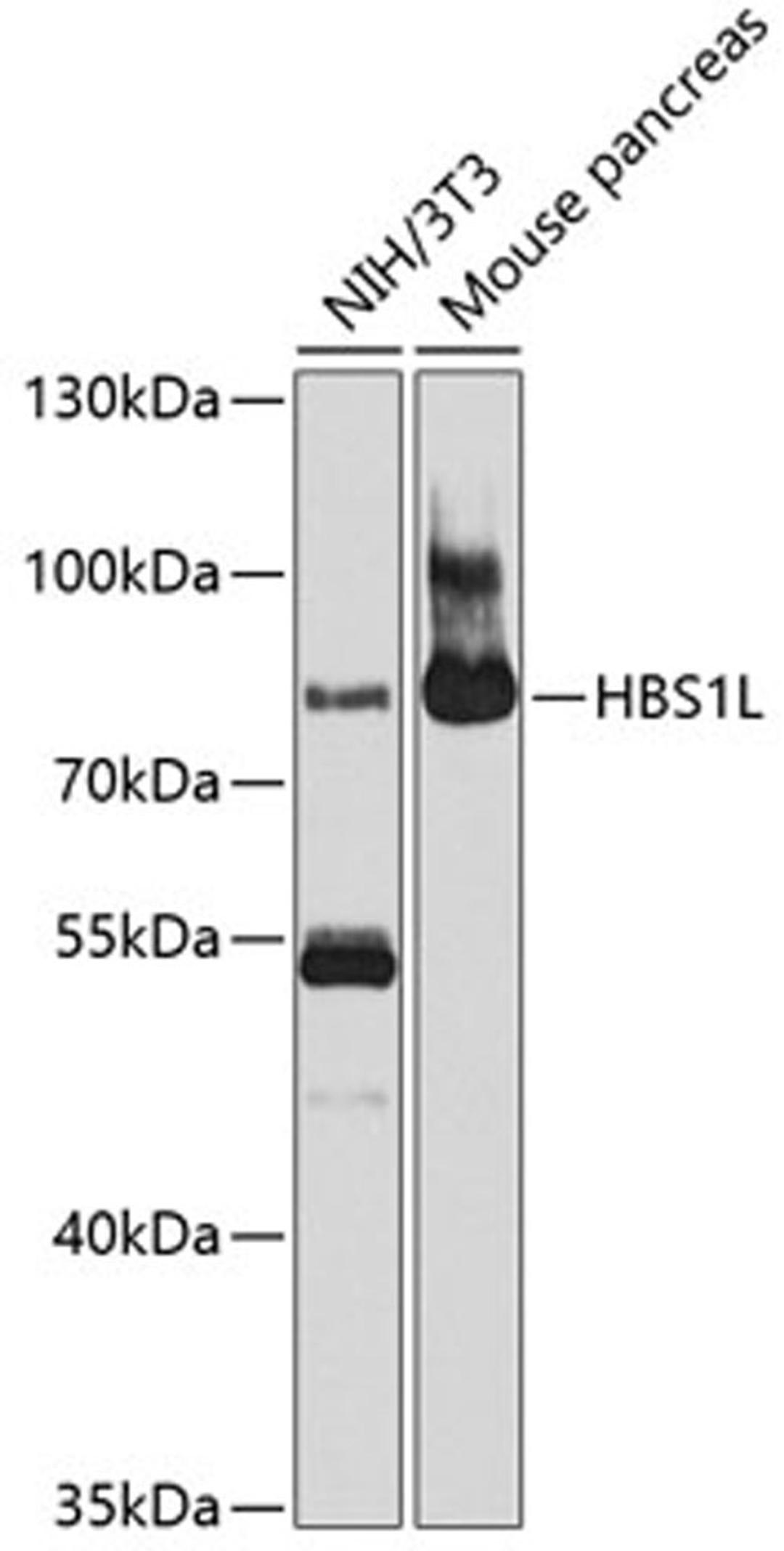 Western blot - HBS1L antibody (A10037)