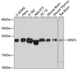 Western blot - SRSF3 antibody (A6067)