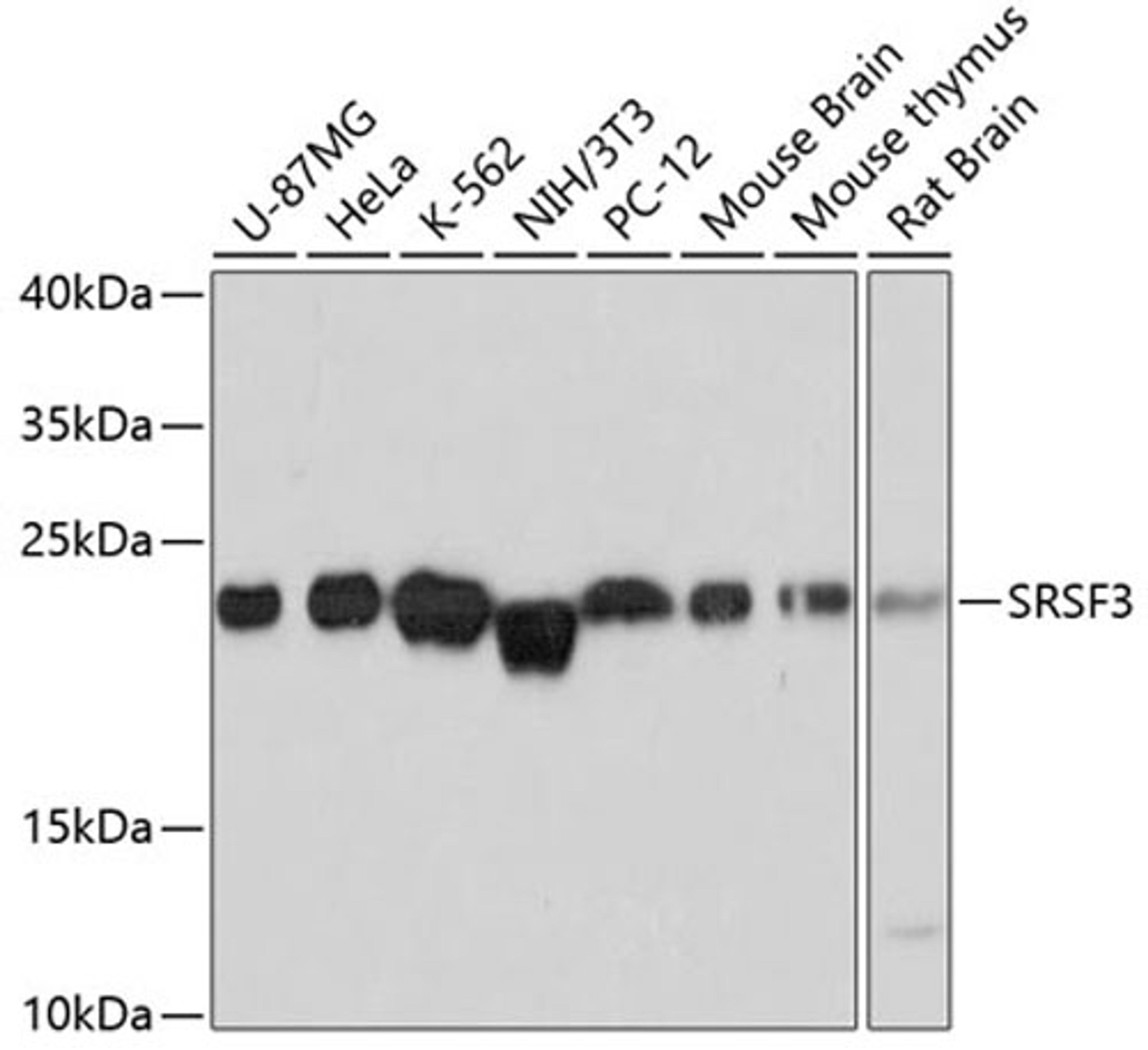 Western blot - SRSF3 antibody (A6067)