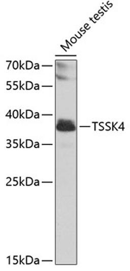 Western blot - TSSK4 antibody (A7861)