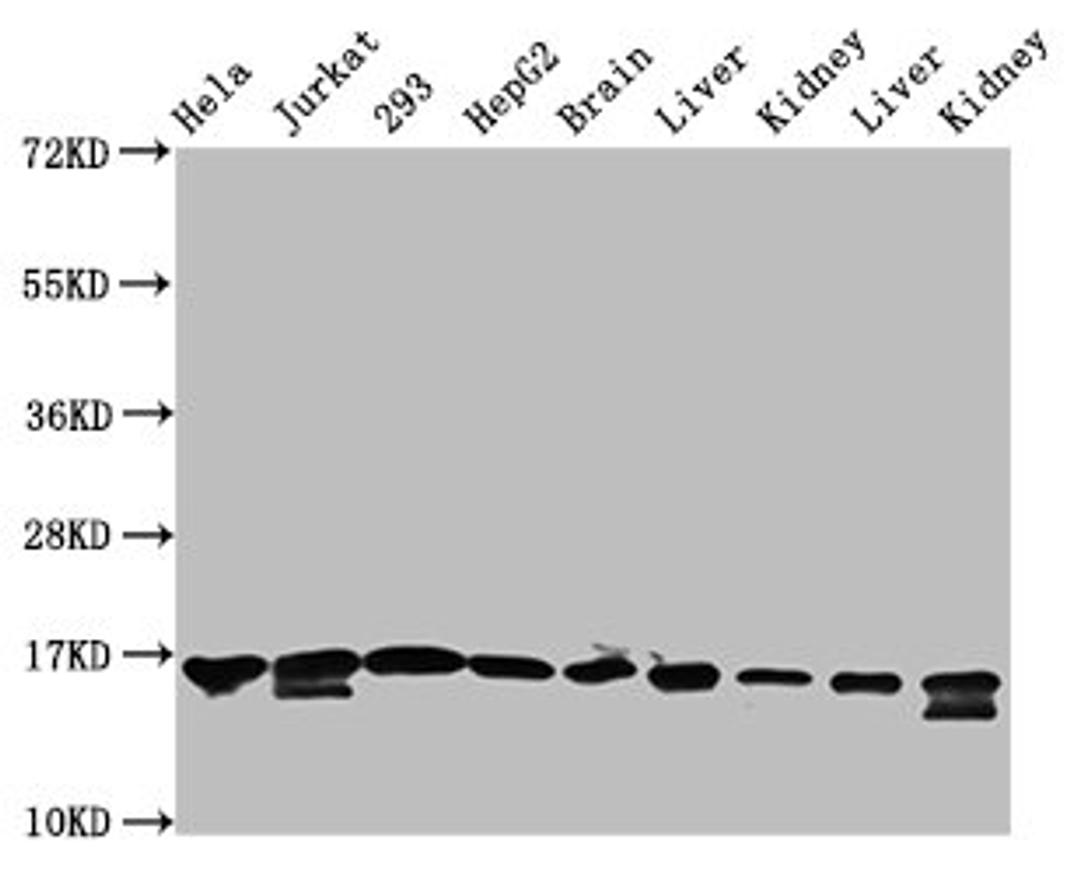 Western Blot. Positive WB detected in: Hela whole cell lysate, Jurkat whole cell lysate, 293 whole cell lysate, HepG2 whole cell lysate, Rat brain tissue, Rat liver tissue, Rat kidney tissue, Mouse liver tissue, Mouse kidney tissue. All lanes: HIST1H3A antibody at 1.3µg/ml. Secondary. Goat polyclonal to rabbit IgG at 1/50000 dilution. Predicted band size: 16 kDa. Observed band size: 16 kDa