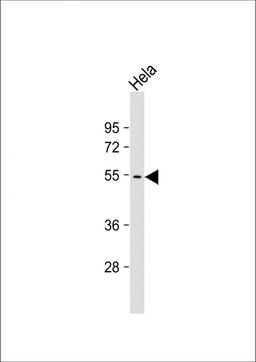 Western Blot at 1:1000 dilution + Hela whole cell lysate Lysates/proteins at 20 ug per lane.