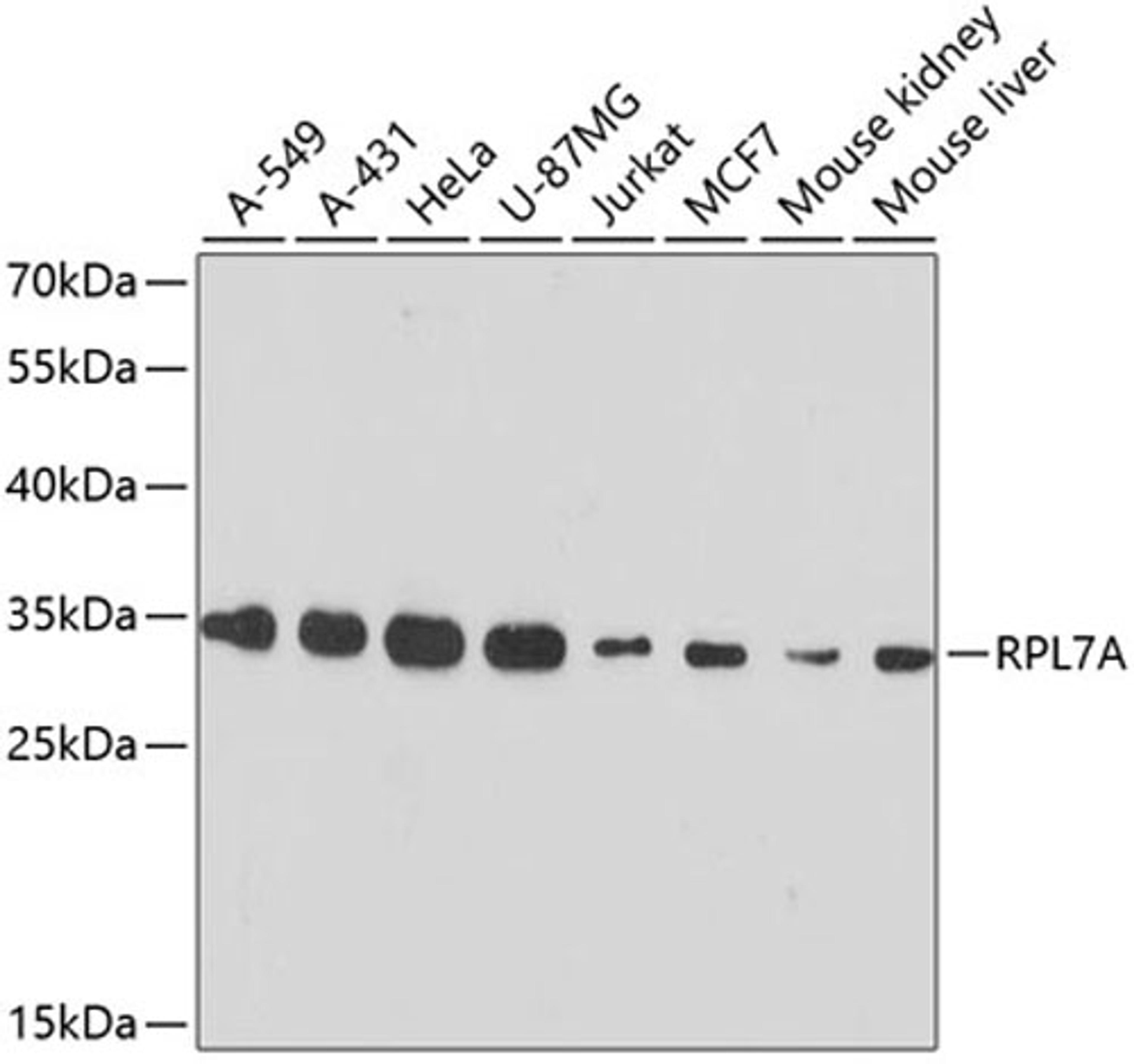 Western blot - RPL7A antibody (A13713)