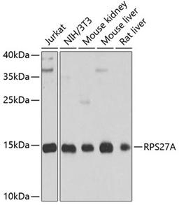 Western blot - RPS27A antibody (A2027)