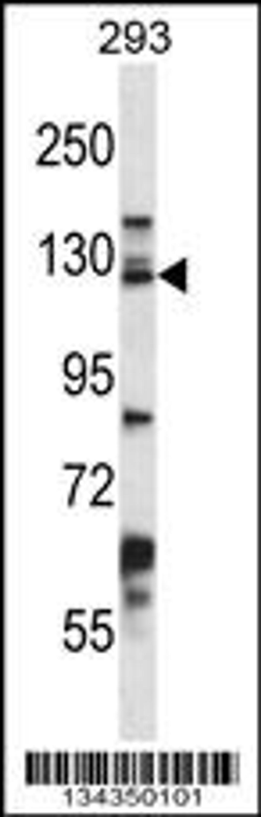 Western blot analysis in 293 cell line lysates (35ug/lane).