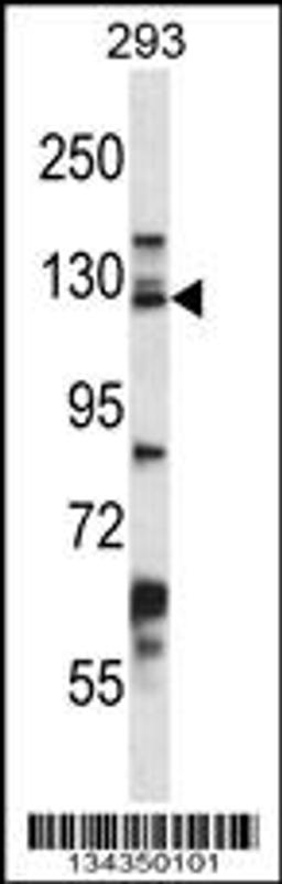 Western blot analysis in 293 cell line lysates (35ug/lane).