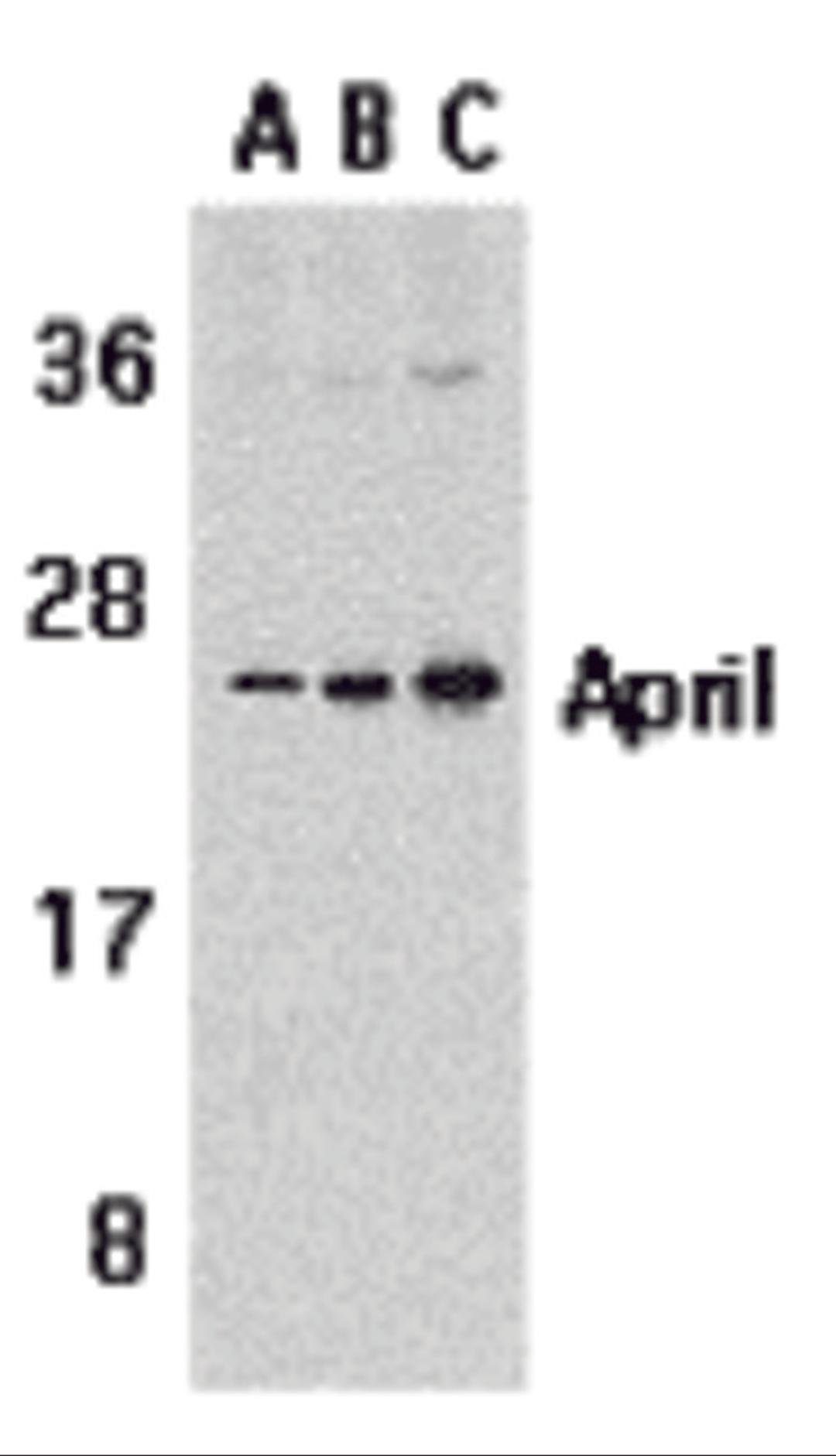 Western blot analysis of APRIL expression in Jurkat cells with APRIL antibody at 1 &#956;g/mL (A), 2 &#956;g/mL (B), and 4 &#956;g/mL (C). 