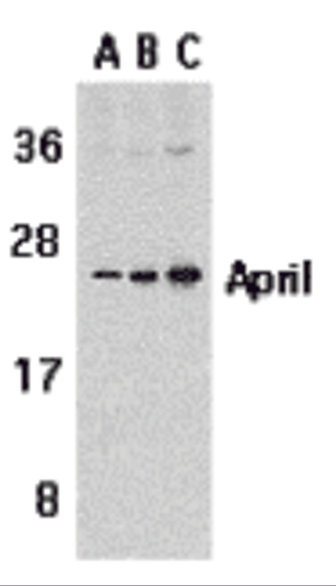 Western blot analysis of APRIL expression in Jurkat cells with APRIL antibody at 1 μg/mL (A), 2 μg/mL (B), and 4 μg/mL (C).