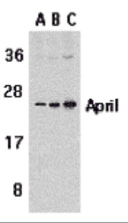 Western blot analysis of APRIL expression in Jurkat cells with APRIL antibody at 1 μg/mL (A), 2 μg/mL (B), and 4 μg/mL (C).