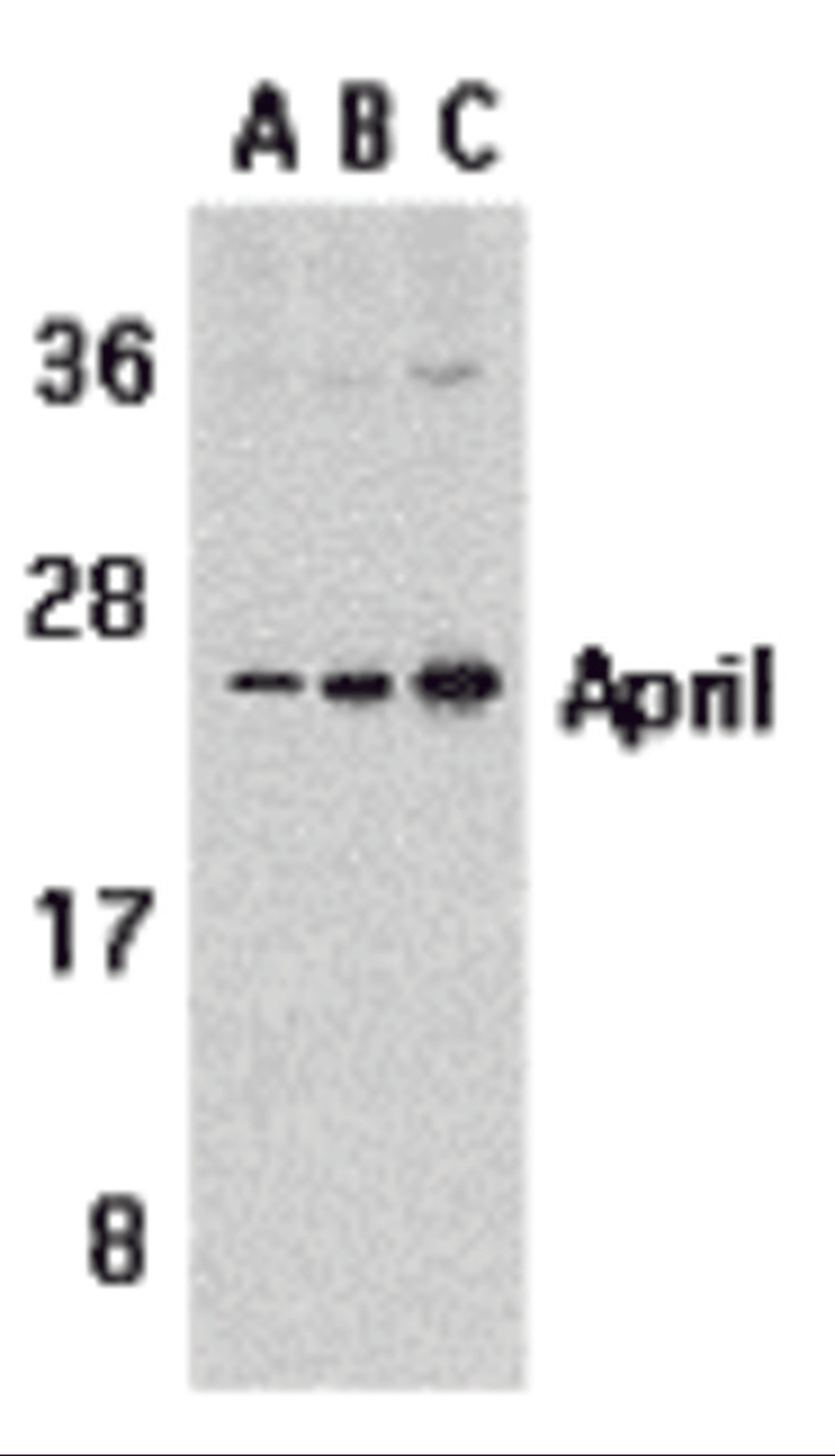 Western blot analysis of APRIL expression in Jurkat cells with APRIL antibody at 1 μg/mL (A), 2 μg/mL (B), and 4 μg/mL (C).