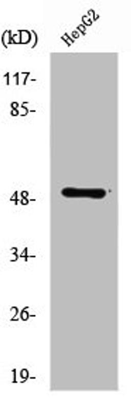 Western Blot analysis of HepG2 cells using Tubulin α Polyclonal Antibody